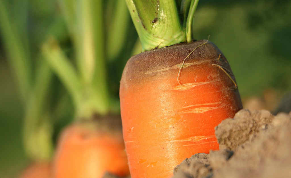 Culture de carottes